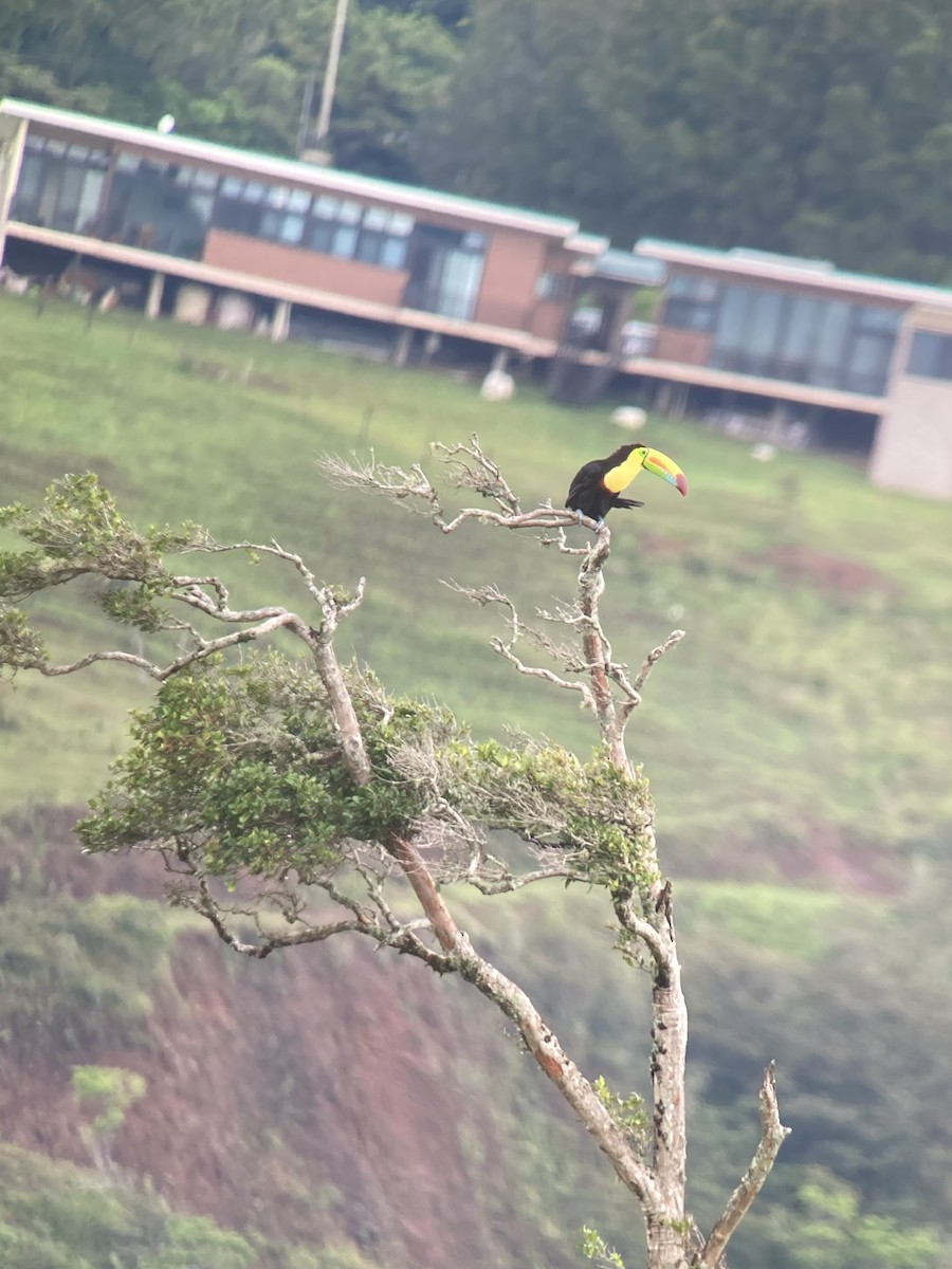 Keel-billed Toucan - ML638925193