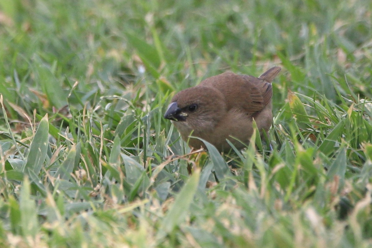 Scaly-breasted Munia - ML638925203