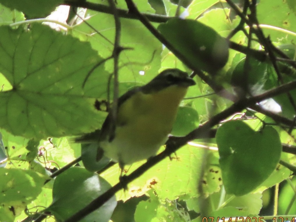 Yellow-breasted Chat - ML638925212