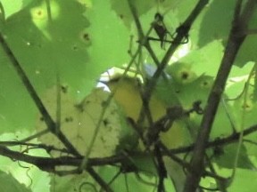 Blue-winged Warbler - ML638925228