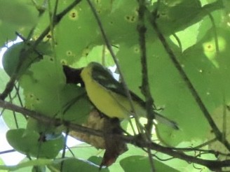 Blue-winged Warbler - ML638925229