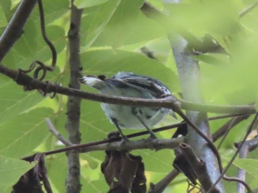 Cerulean Warbler - ML638925244