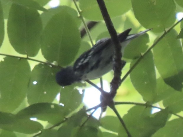 Cerulean Warbler - ML638925245