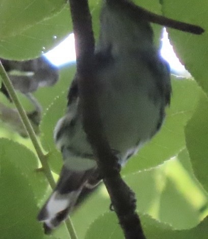 Cerulean Warbler - ML638925246