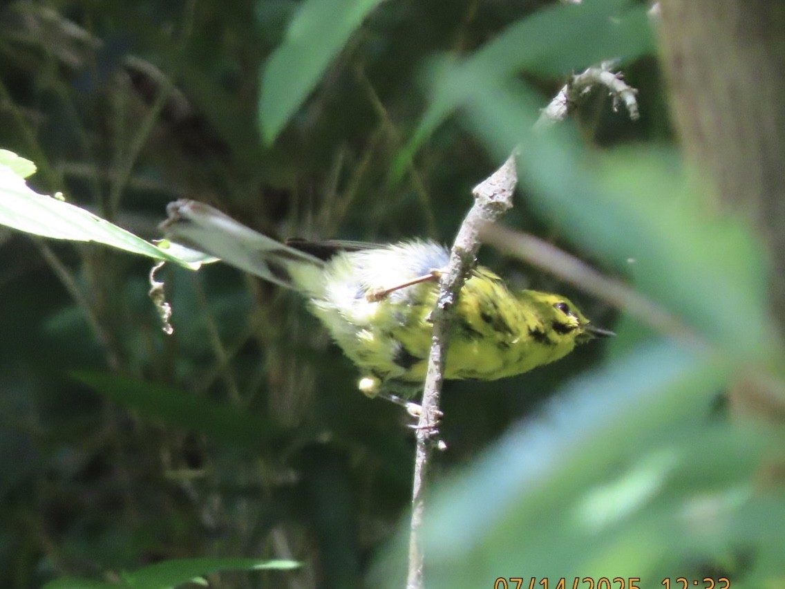 Prairie Warbler - ML638925259