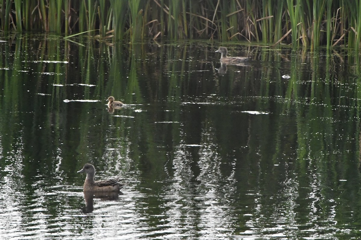 American Wigeon - ML638925305