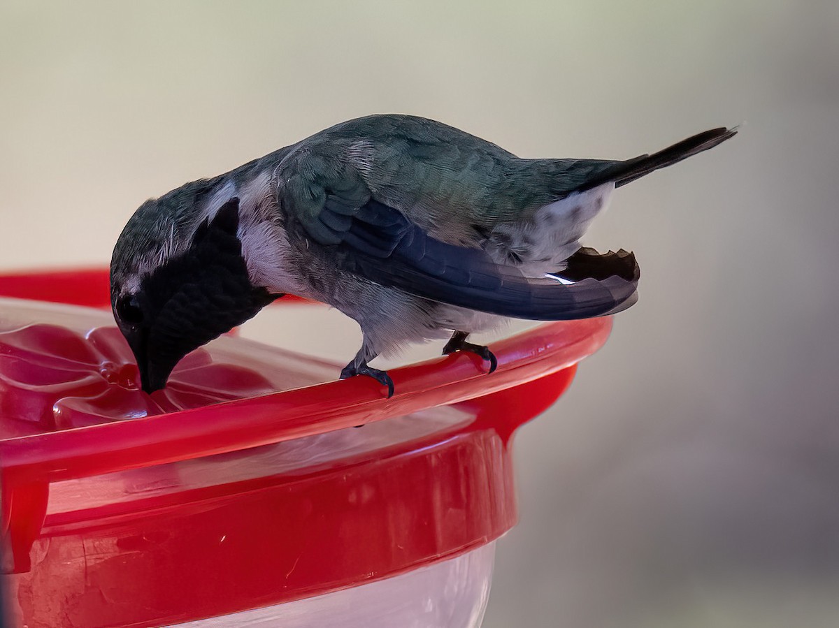 Lucifer Hummingbird - ML638925354