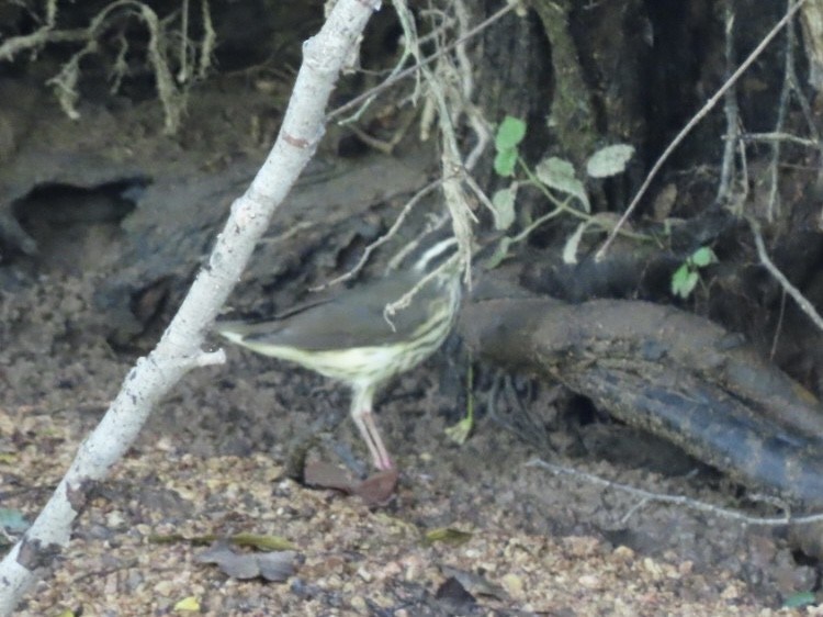 Louisiana Waterthrush - ML638925355