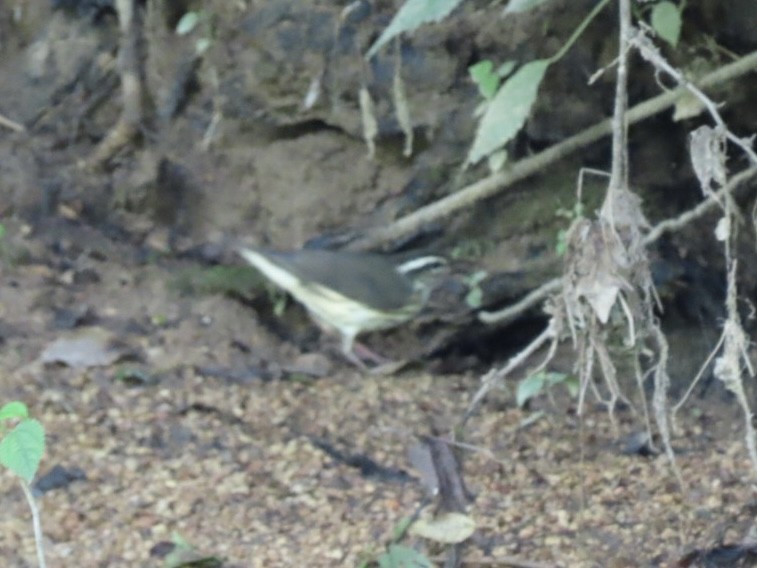 Louisiana Waterthrush - ML638925356