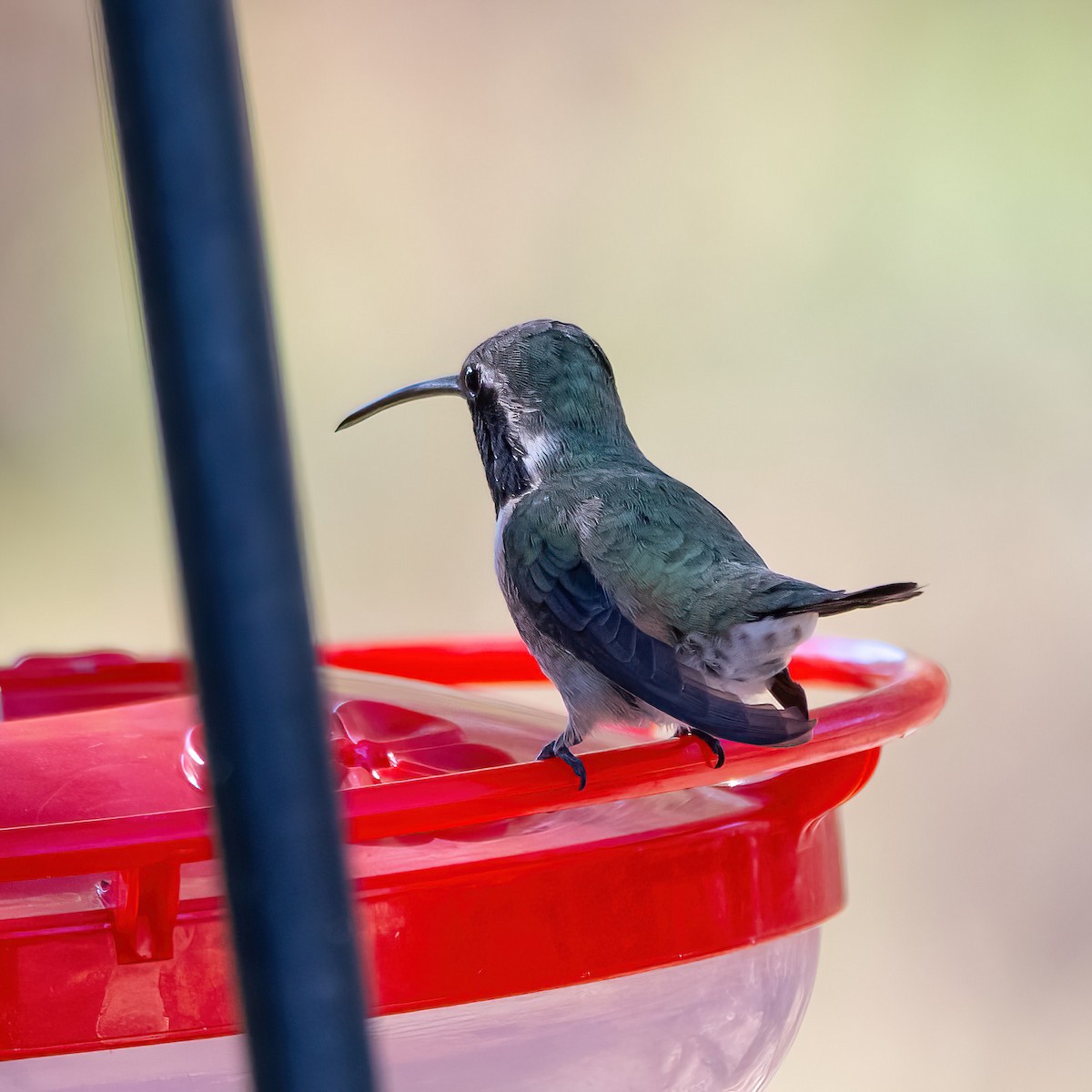 Lucifer Hummingbird - ML638925362