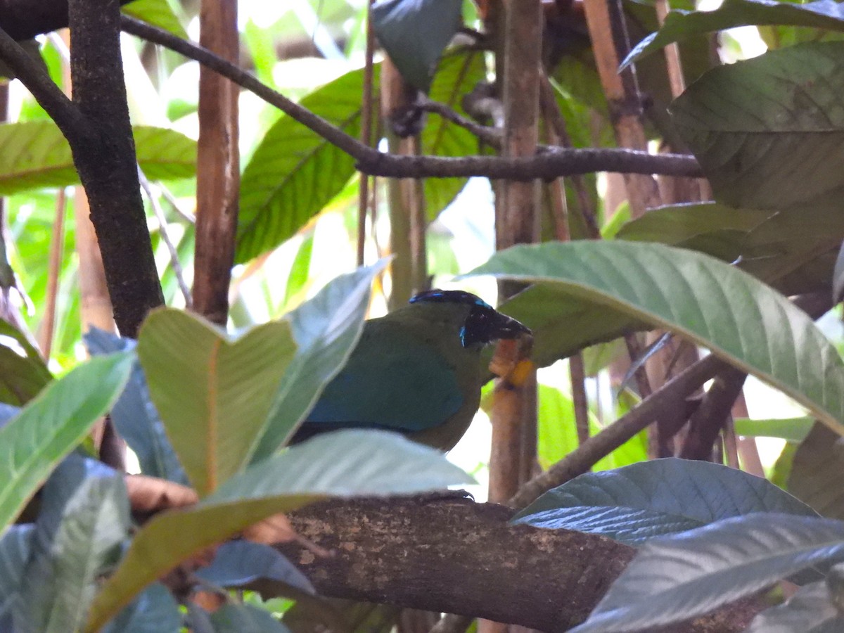 Lesson's Motmot - ML638925376