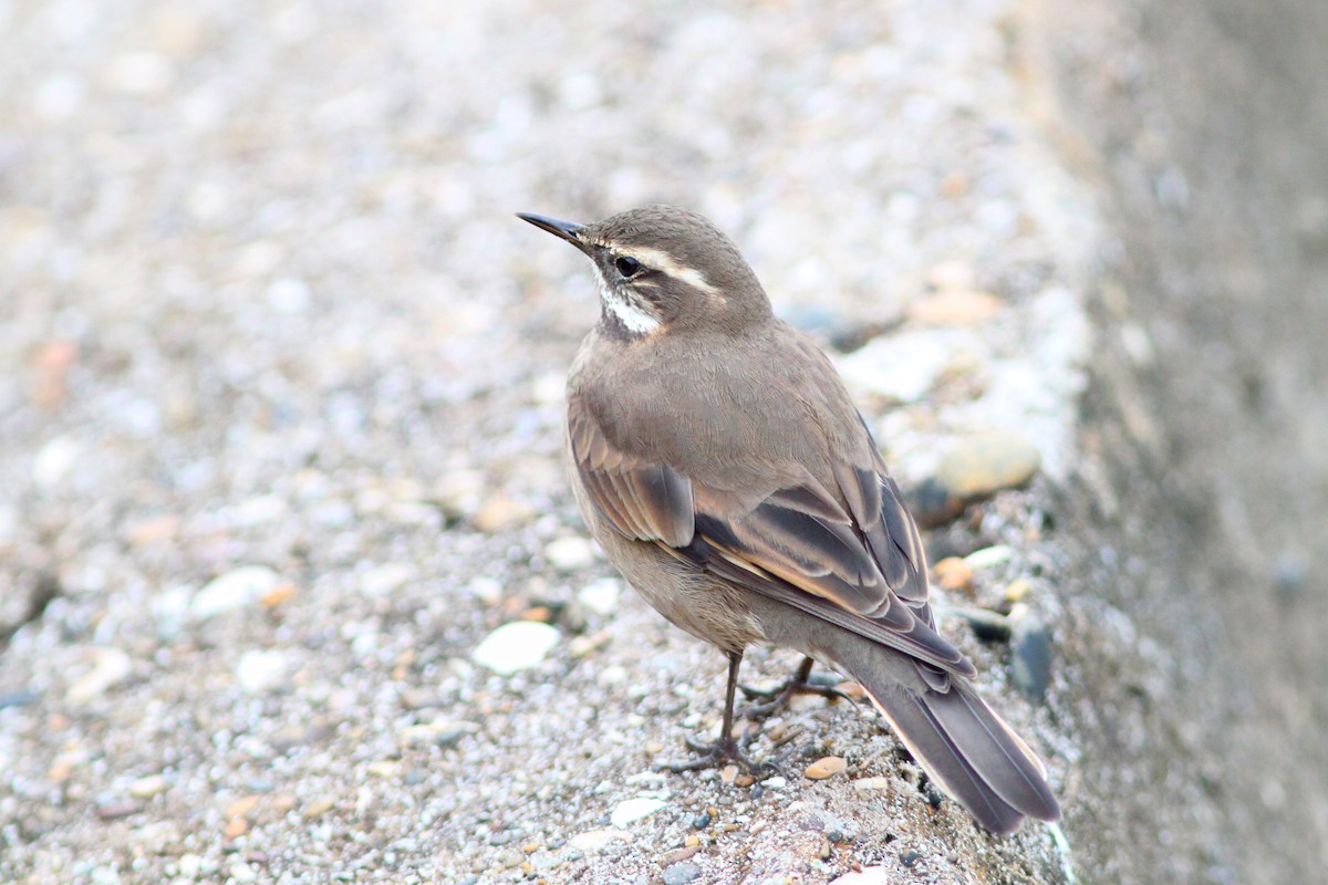 Buff-winged Cinclodes - ML638925379