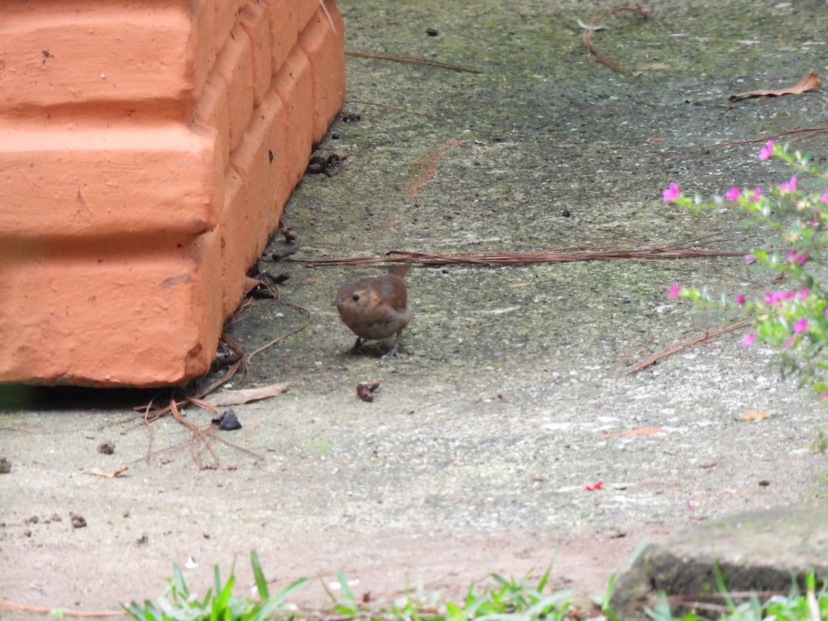 Southern House Wren - ML638925417