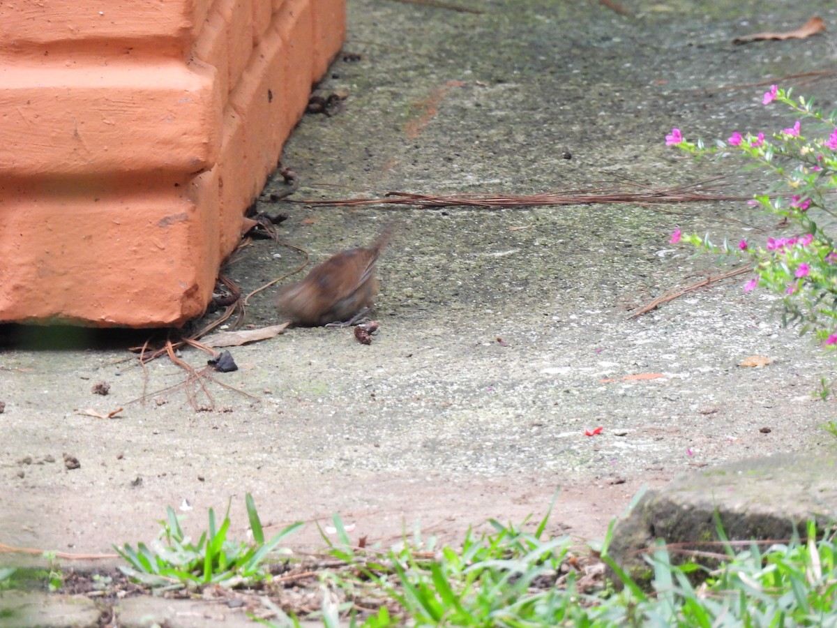Southern House Wren - ML638925418