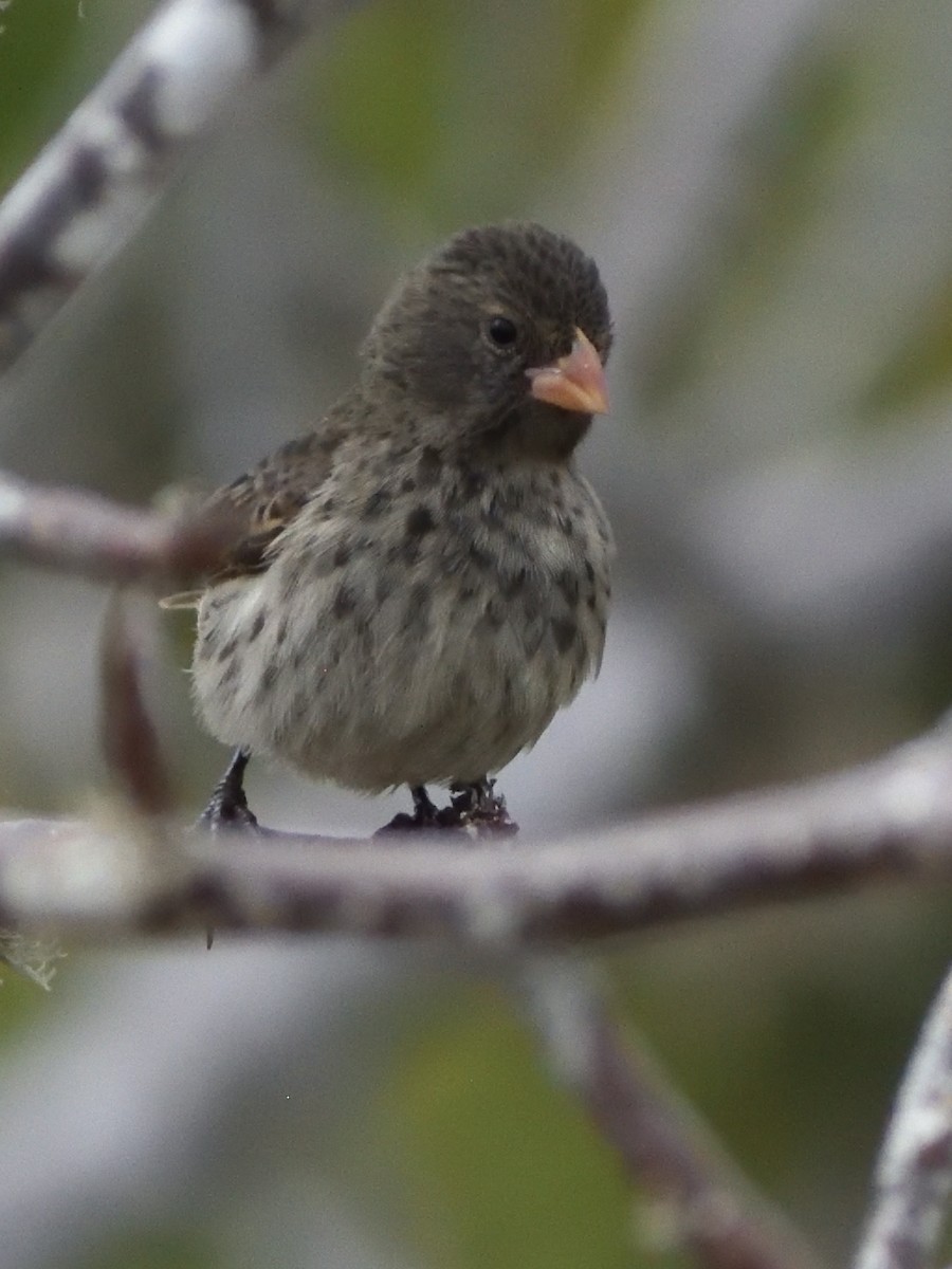 Small Ground-Finch - ML638925423