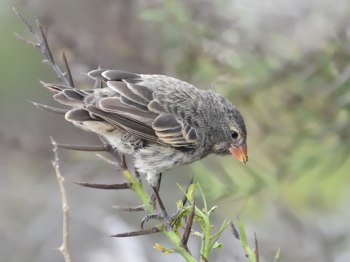 Small Ground-Finch - ML638925427