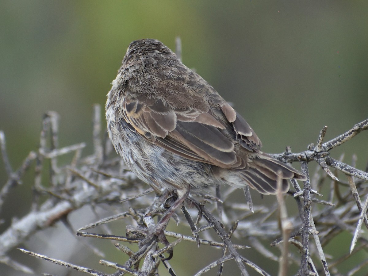 Small Ground-Finch - ML638925428