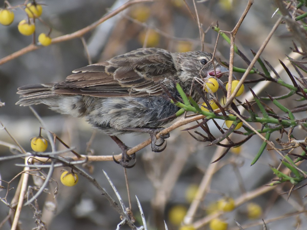 Small Ground-Finch - ML638925429