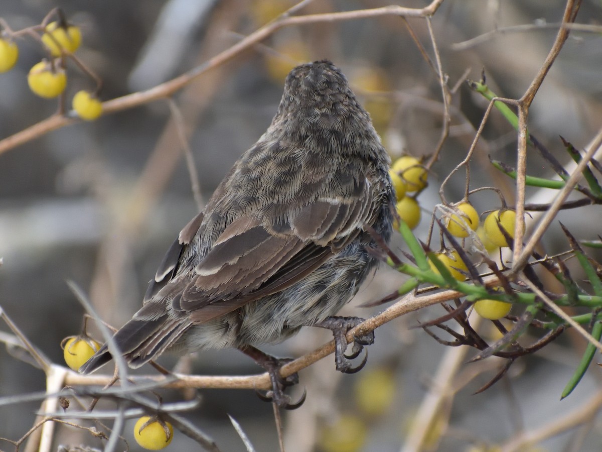 Small Ground-Finch - ML638925430
