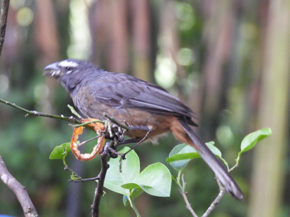 Cinnamon-bellied Saltator - ML638925457