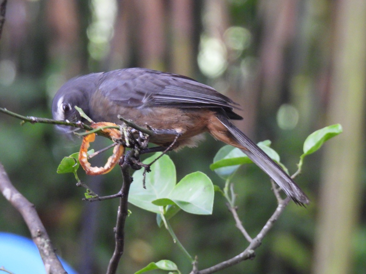 Cinnamon-bellied Saltator - ML638925461