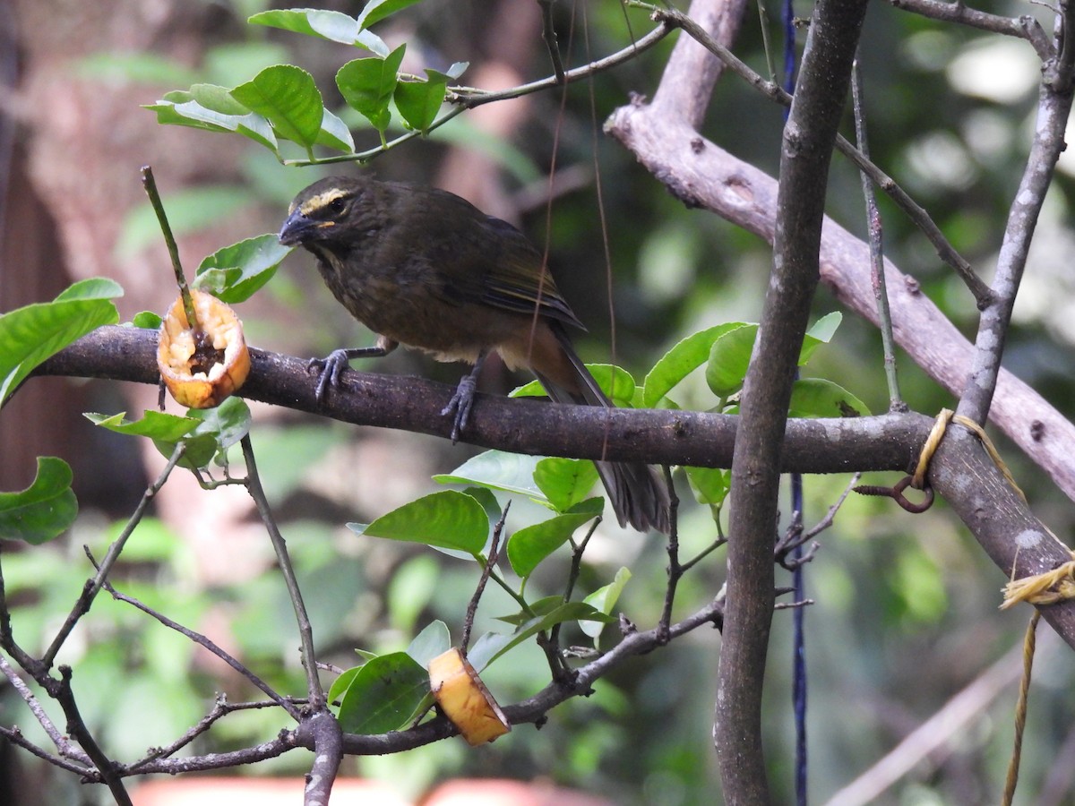 Cinnamon-bellied Saltator - ML638925462
