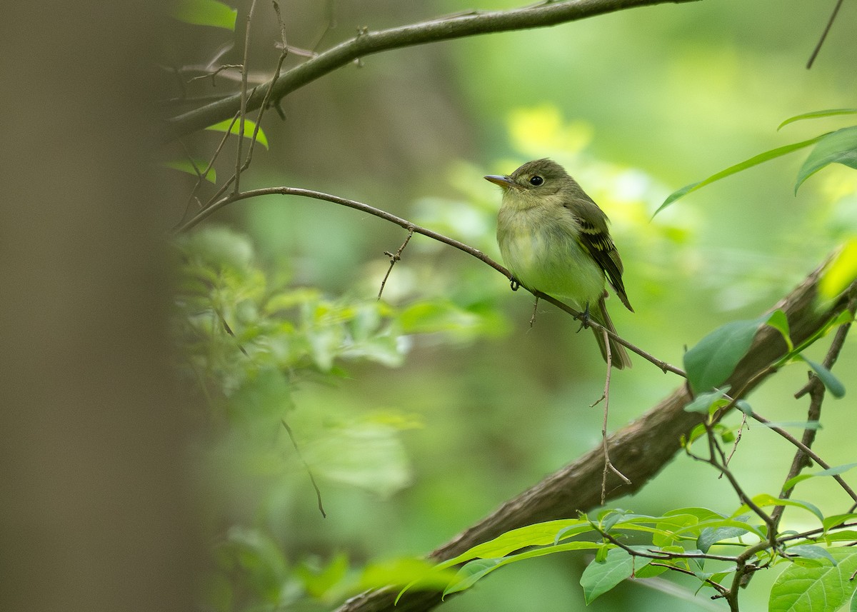 Acadian Flycatcher - ML638925502