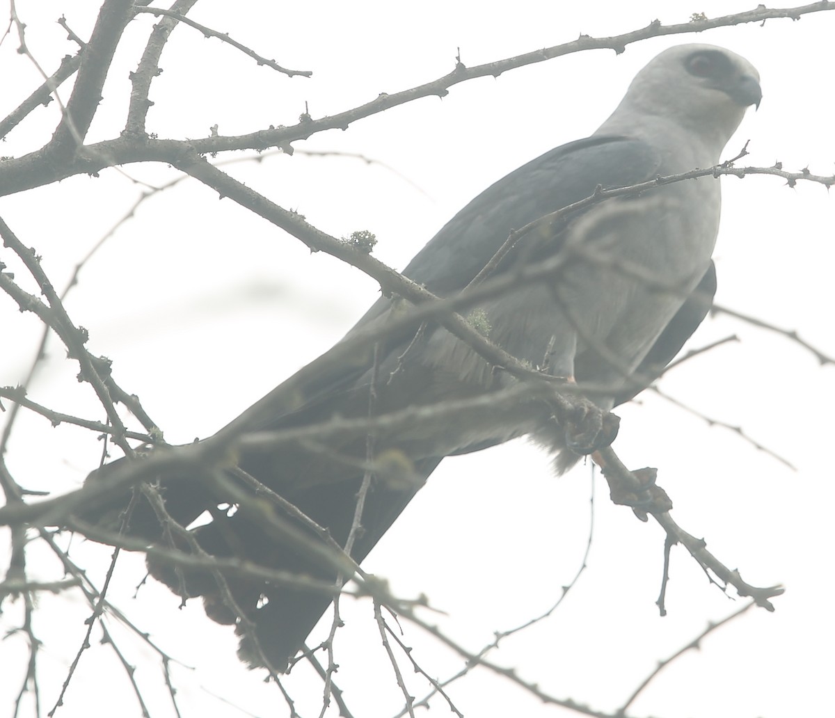 Mississippi Kite - ML638925520