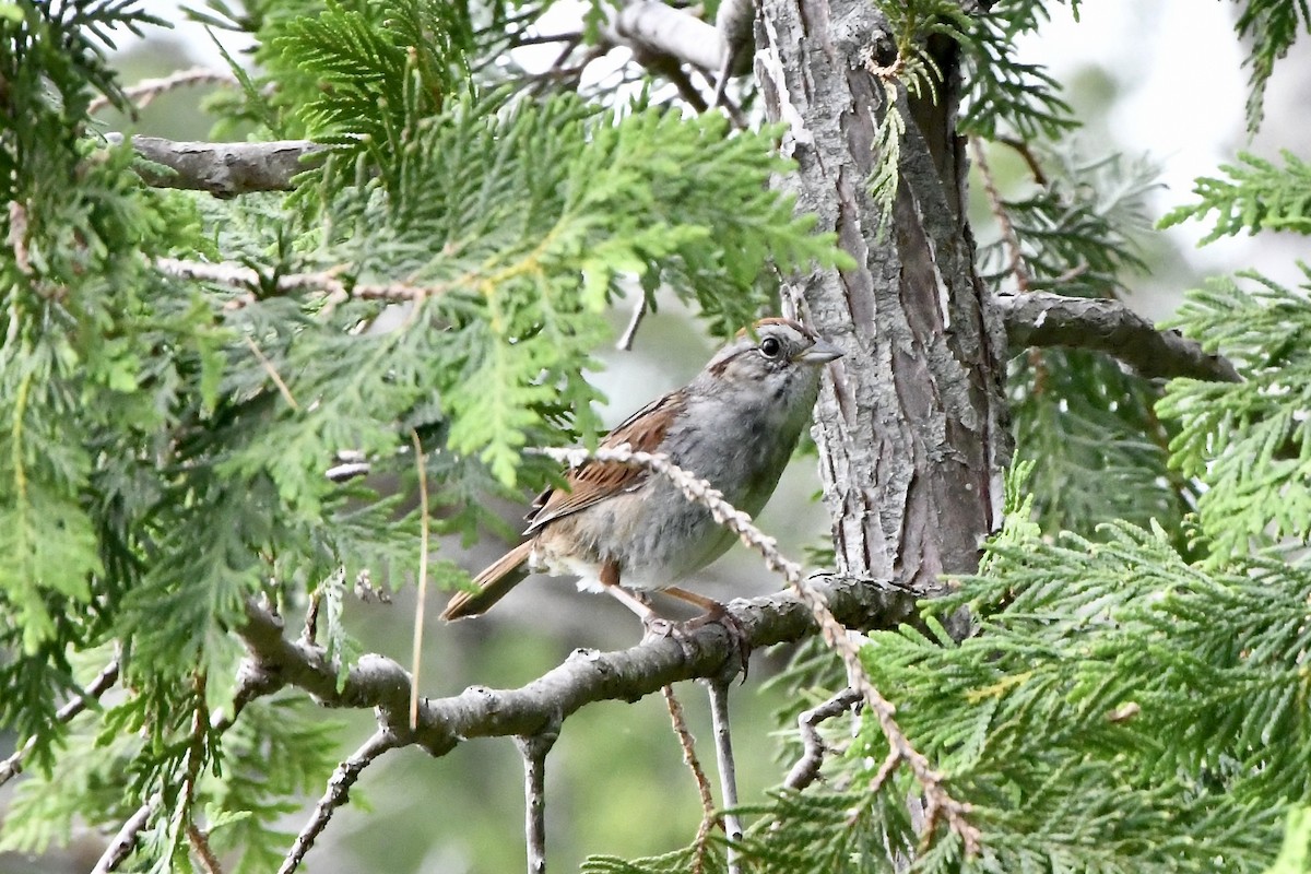 Swamp Sparrow - ML638925521