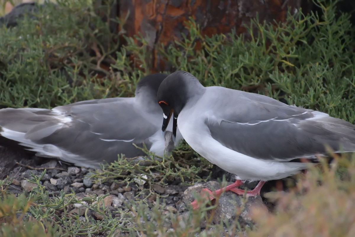 Swallow-tailed Gull - ML638925559