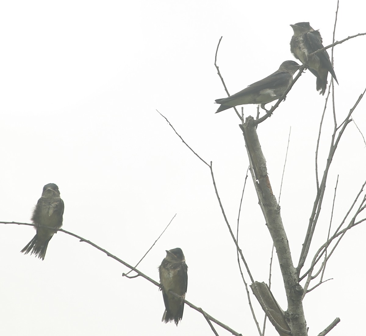 Purple Martin - ML638925565