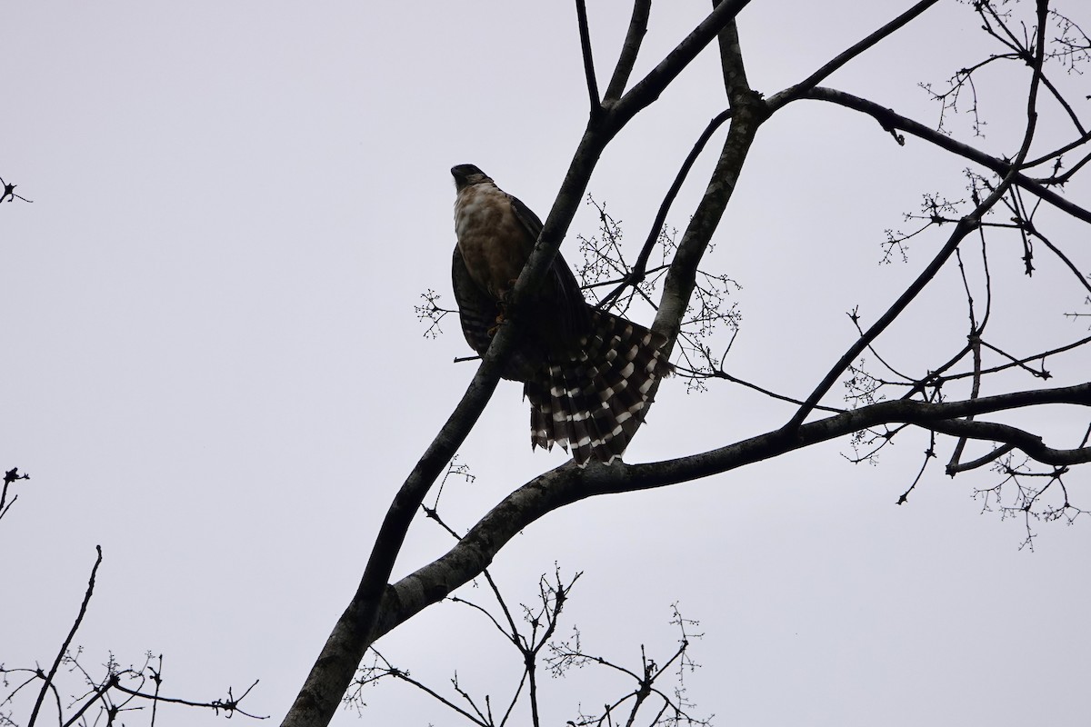 Collared Forest-Falcon - ML638925595