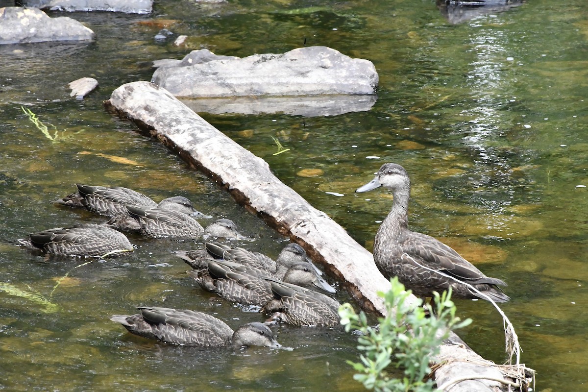 アメリカガモ - ML638925597