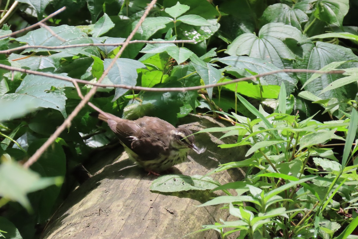 Louisiana Waterthrush - ML638925610