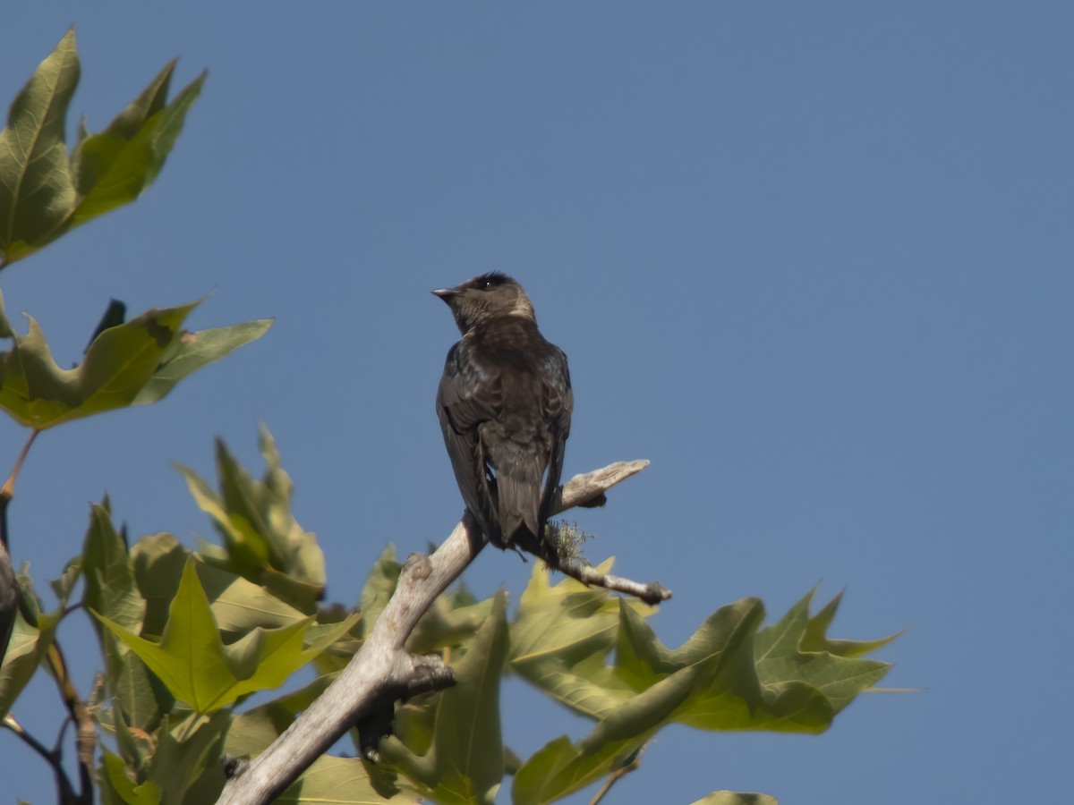 Purple Martin - ML638925620