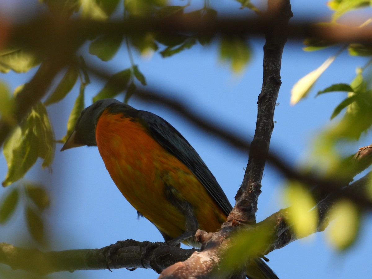 Blue-and-yellow Tanager - ML638925626