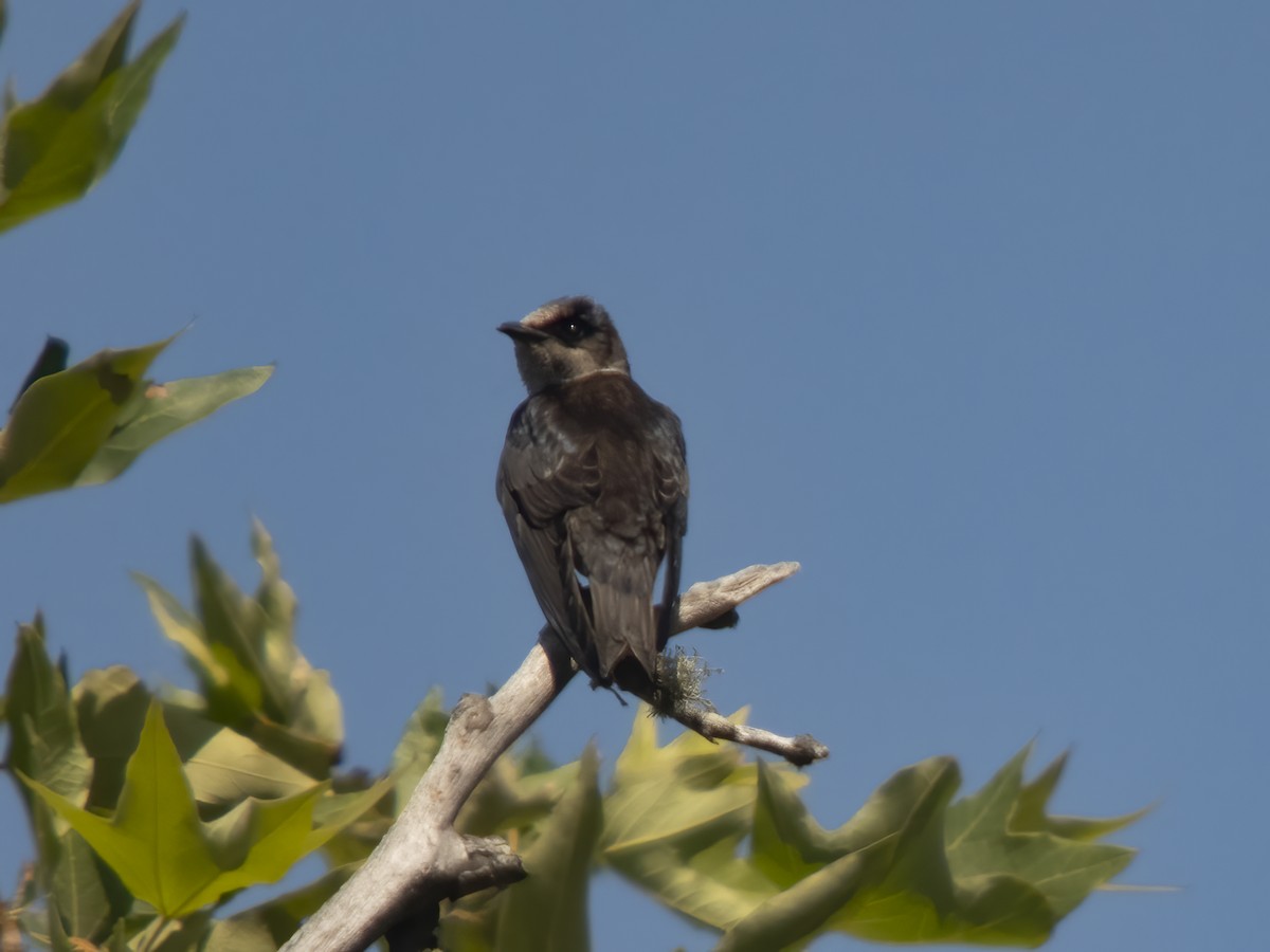 Purple Martin - ML638925627