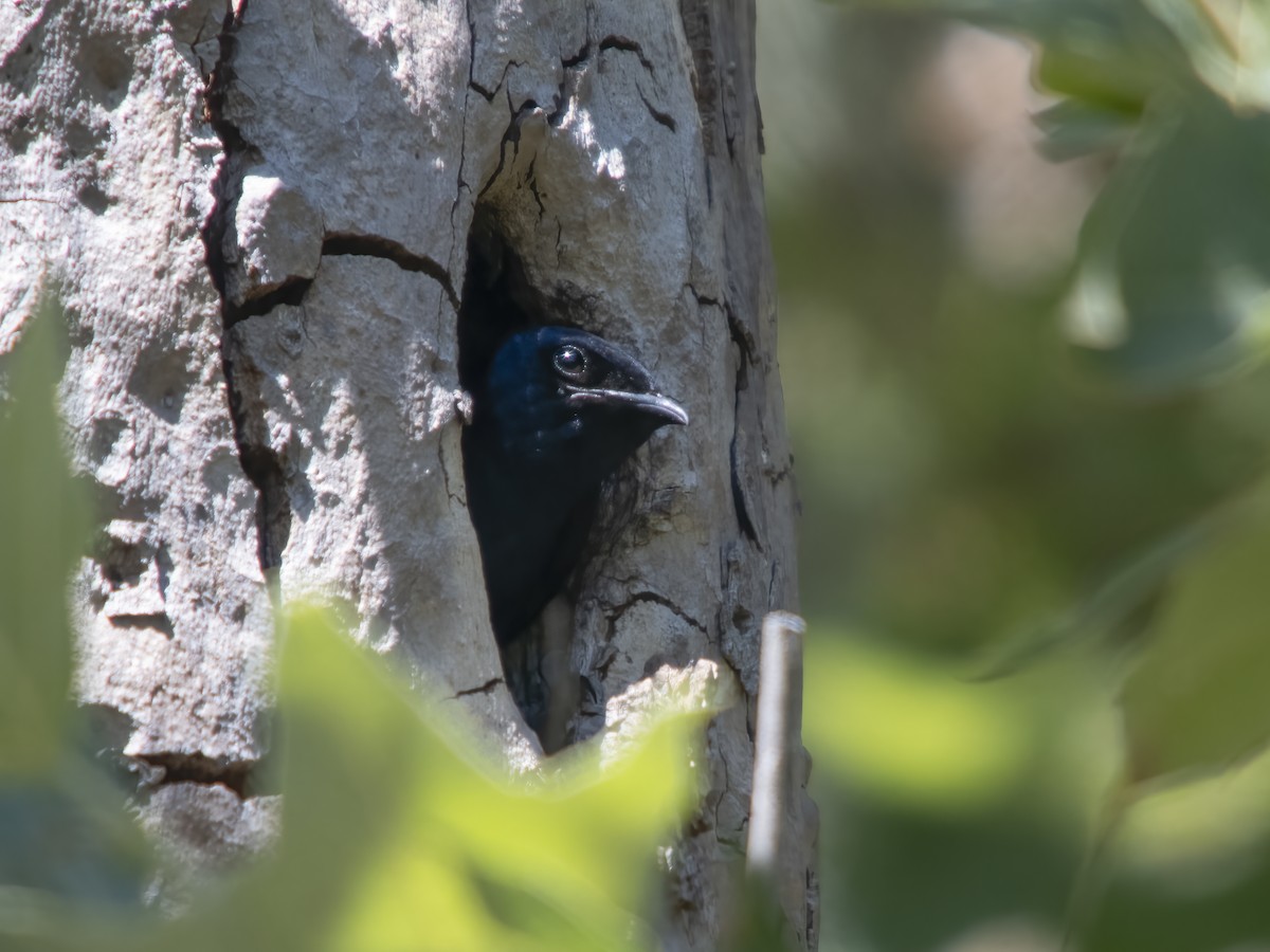 Purple Martin - ML638925630