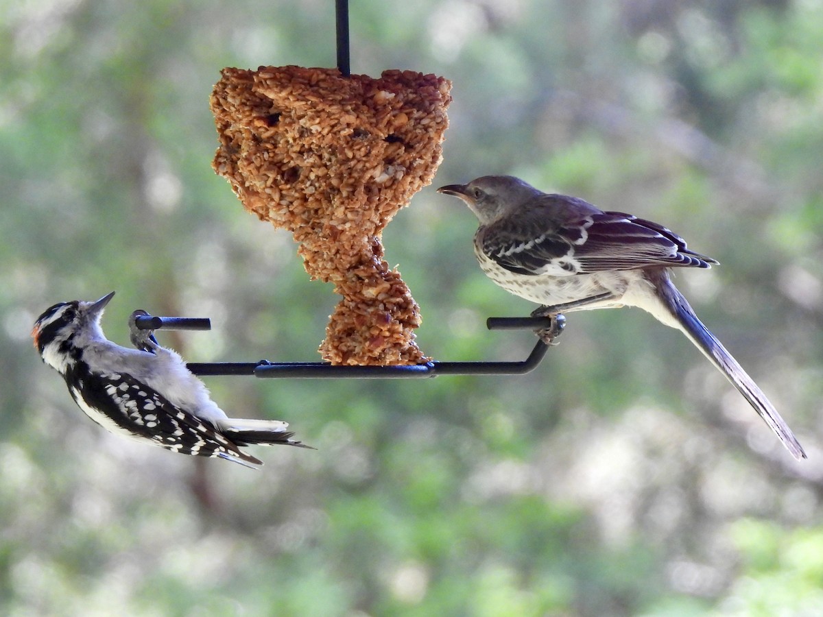 Northern Mockingbird - ML638925678