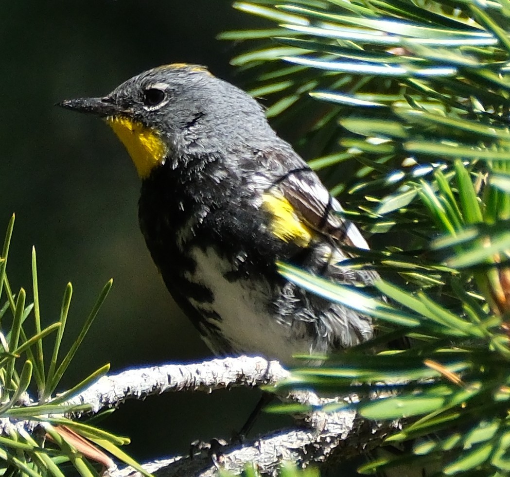 Пісняр-лісовик жовтогузий - ML638925702