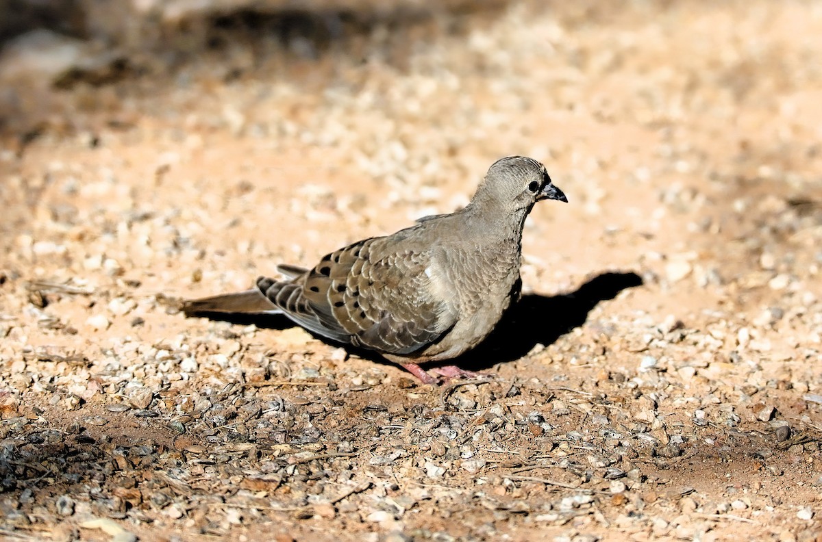 Mourning Dove - ML638925705