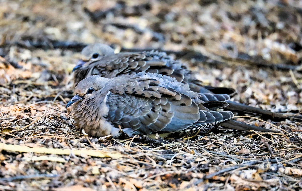 Mourning Dove - ML638925706