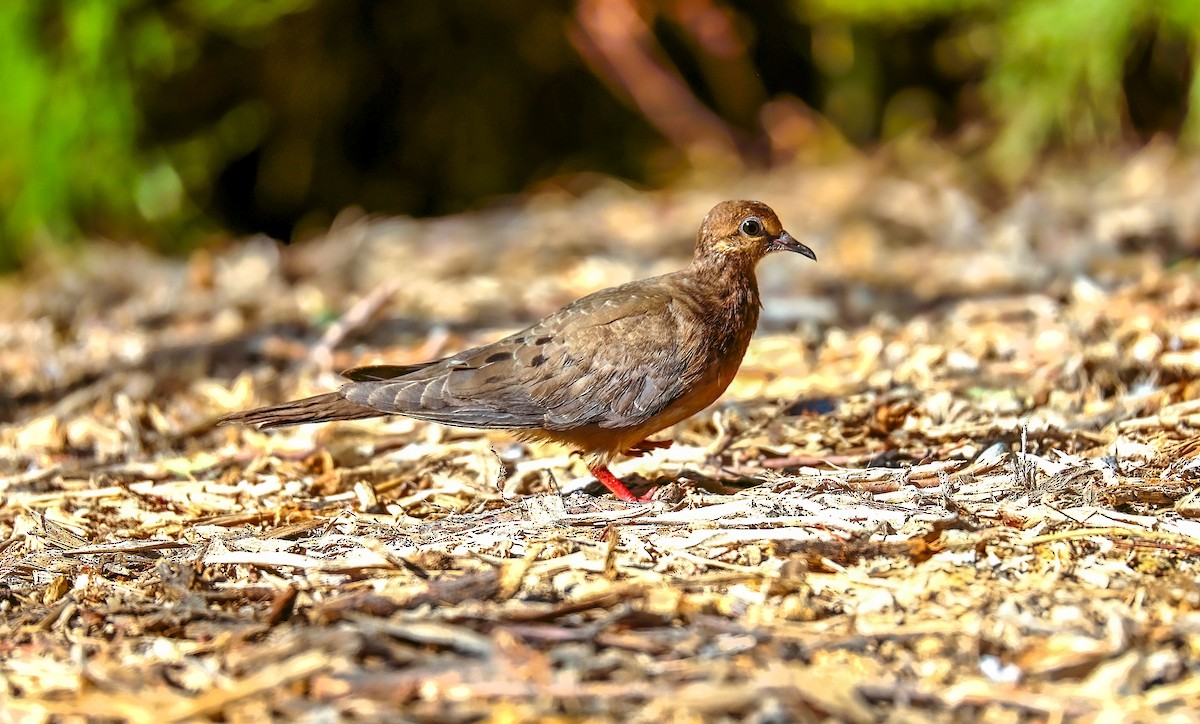 Mourning Dove - ML638925707