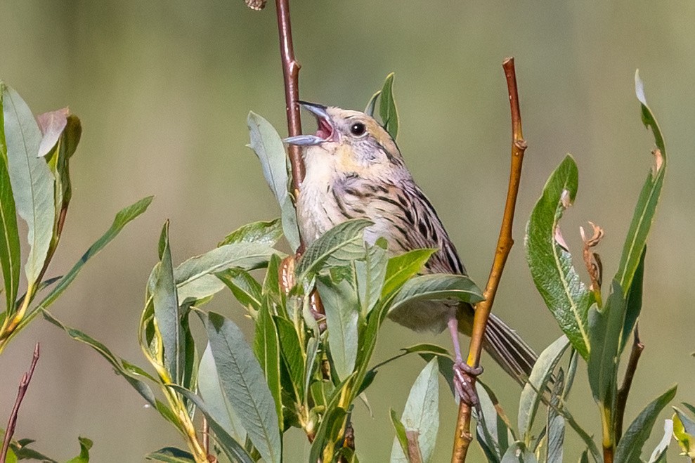 LeConte's Sparrow - ML638925784