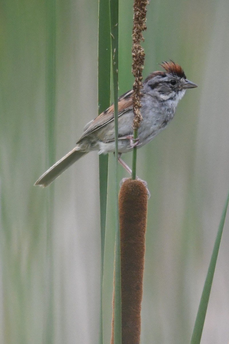 Swamp Sparrow - ML638925796