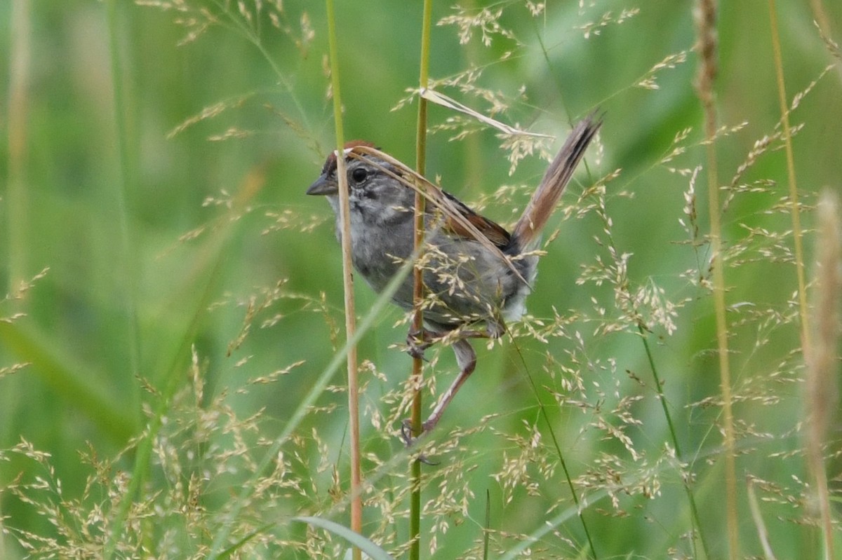 Swamp Sparrow - ML638925797