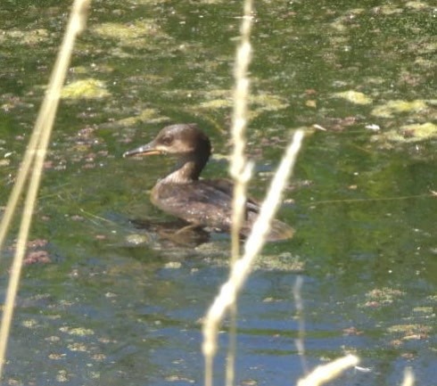 Hooded Merganser - ML638925799