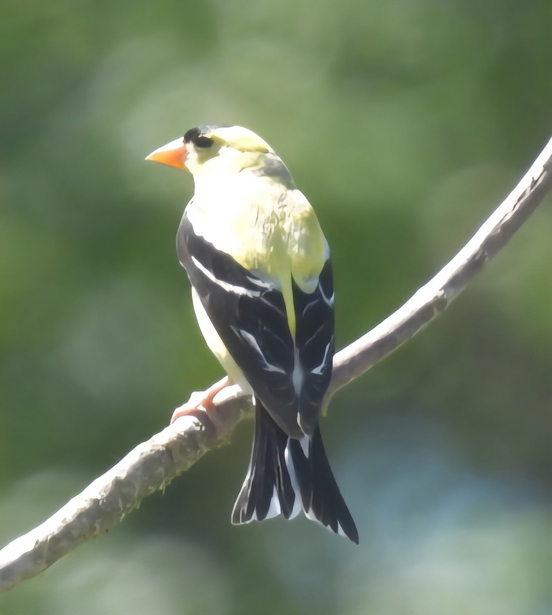 American Goldfinch - ML638925817