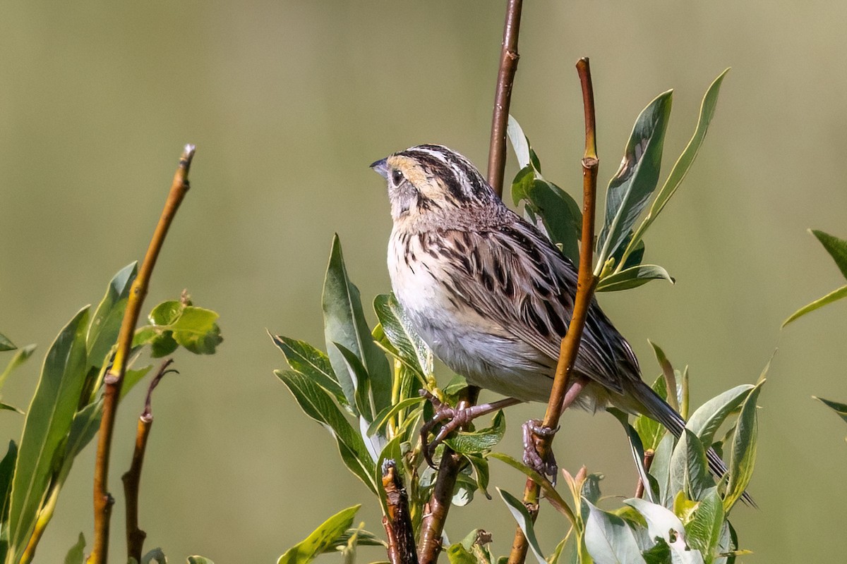 LeConte's Sparrow - ML638925846