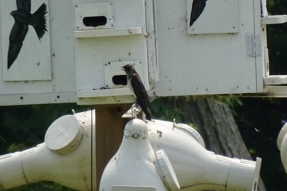 Purple Martin - ML638925890